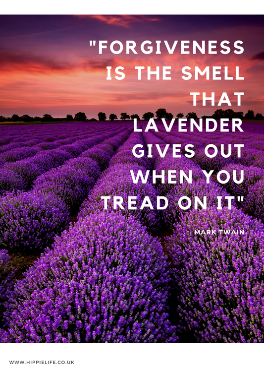 Lavender information on how to use it, what does lavender do and does lavender work for sleep and relaxation