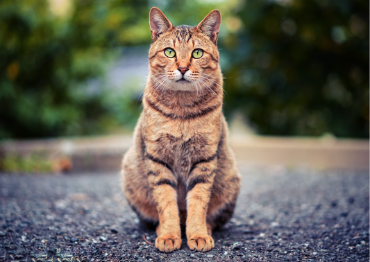 essential oils safe for cats