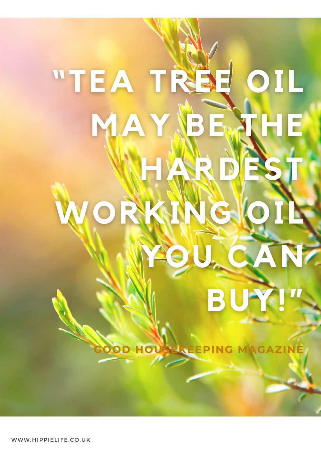 Tea Tree Organic, therapeutic, and pure essential oil, and it's uses, properties and benefits for safe and effective use.