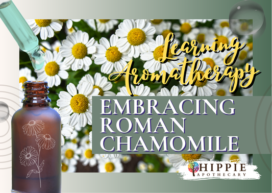 organic roman chamomile essential oil and learning about chamomile oil aromatherapy