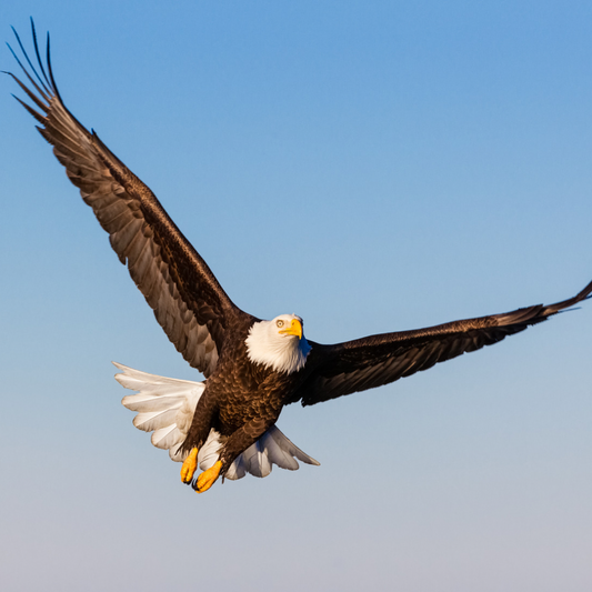 The Spiritual Meaning of Eagles