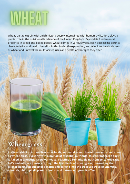 Unveiling the Nutrient-Rich Marvel: Wheat Grass - A Comprehensive Exploration