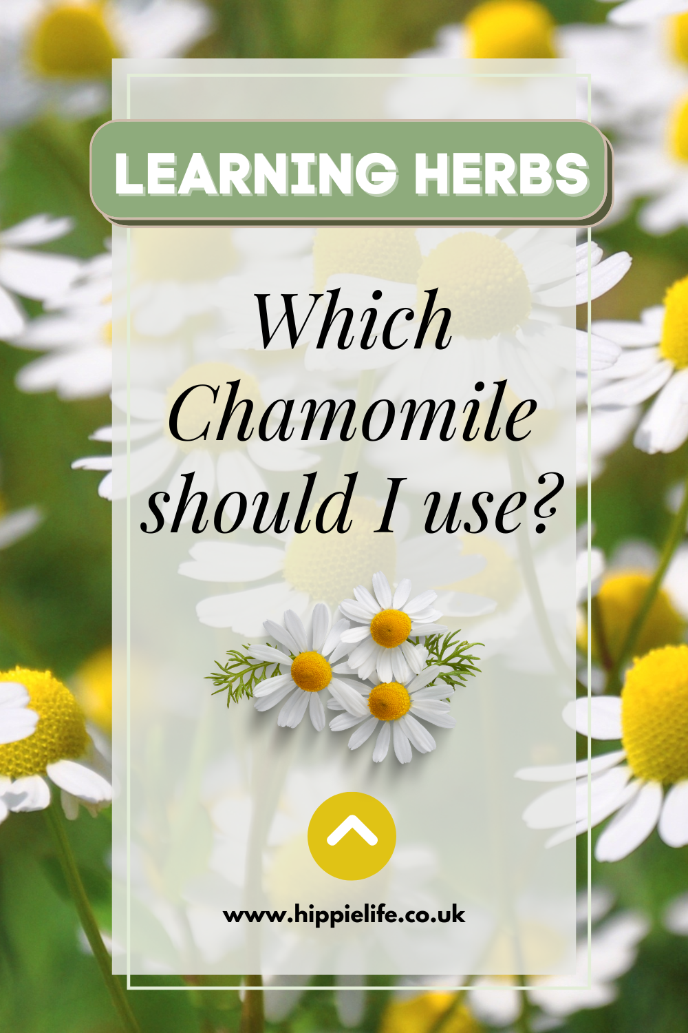 What is the difference between Roman Chamomile and German Chamomile?