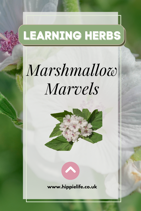 Quick Reads: Marshmallow Root Marvel!