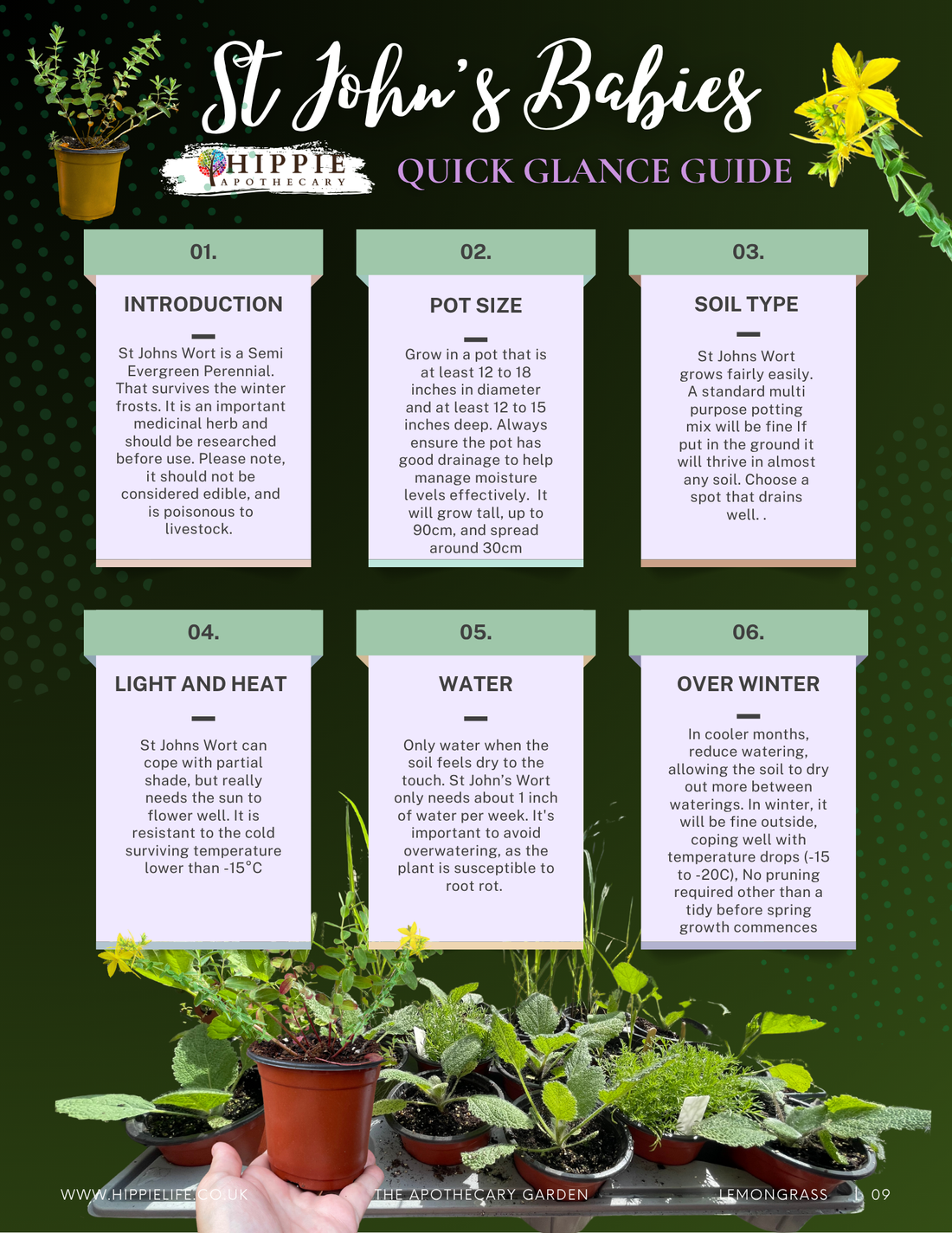 St John's Wort Medicine Baby Quick Start Guide