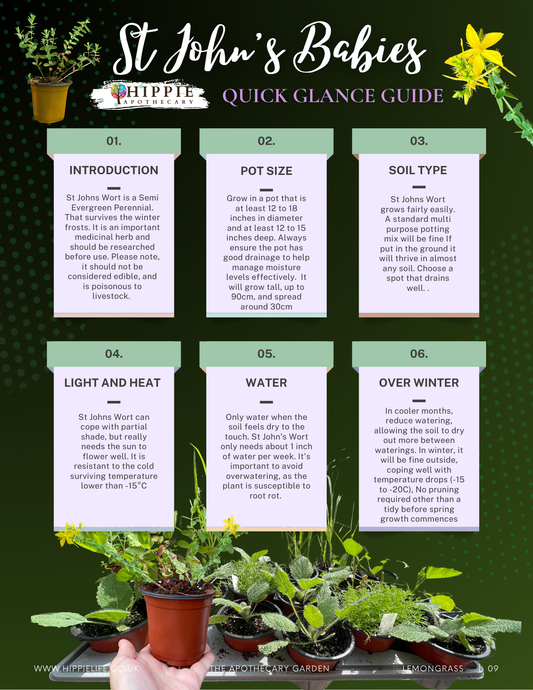 St John's Wort Medicine Baby Quick Start Guide
